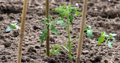 Posajena sadika paradižnika