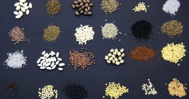 Semena vrtnin in zelišč