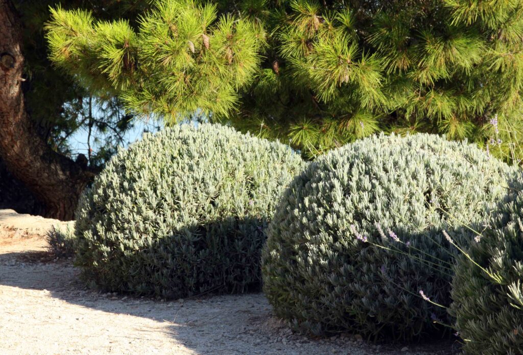 Sivka ali Lavandula, priljubljena mediteranska rastlina, ki jo pri nas gojimo kot prezimno trajnico (odporne sorte), tudi v loncih na balkonih in terasah.