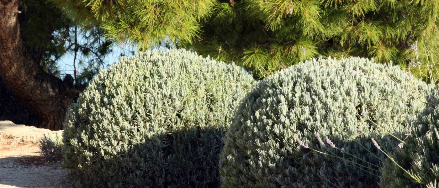 Sivka ali Lavandula, priljubljena mediteranska rastlina, ki jo pri nas gojimo kot prezimno trajnico (odporne sorte), tudi v loncih na balkonih in terasah.