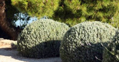 Sivka ali Lavandula, priljubljena mediteranska rastlina, ki jo pri nas gojimo kot prezimno trajnico (odporne sorte), tudi v loncih na balkonih in terasah.