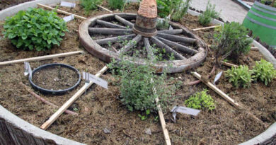 Visoka gfreda z zelišči okrogle oblike