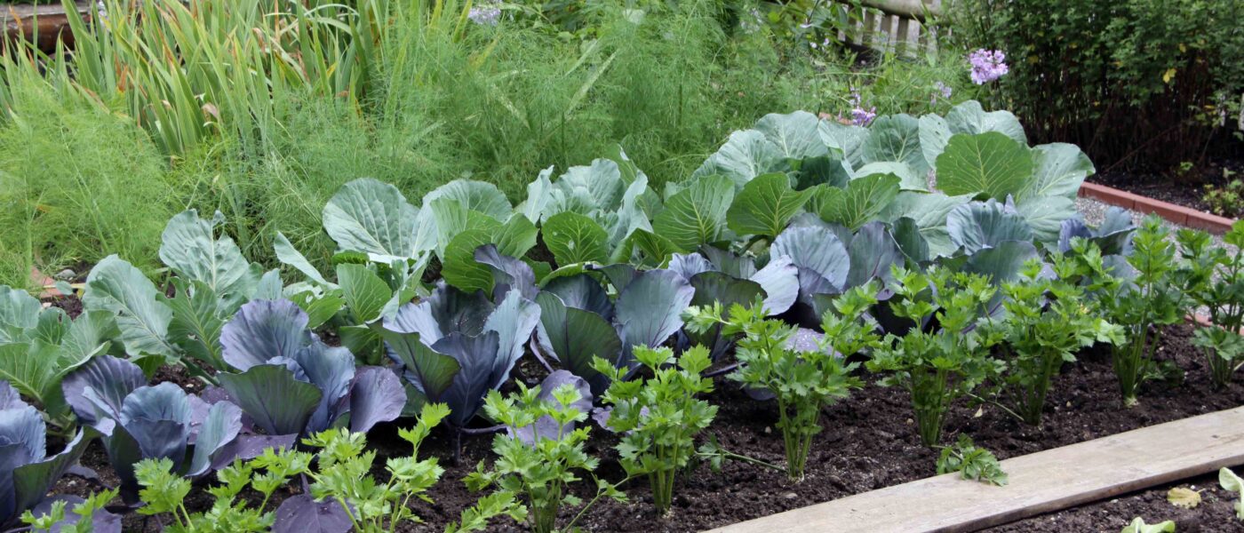 Zelenjavni vrt v senci pomladi