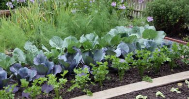 Zelenjavni vrt v senci pomladi