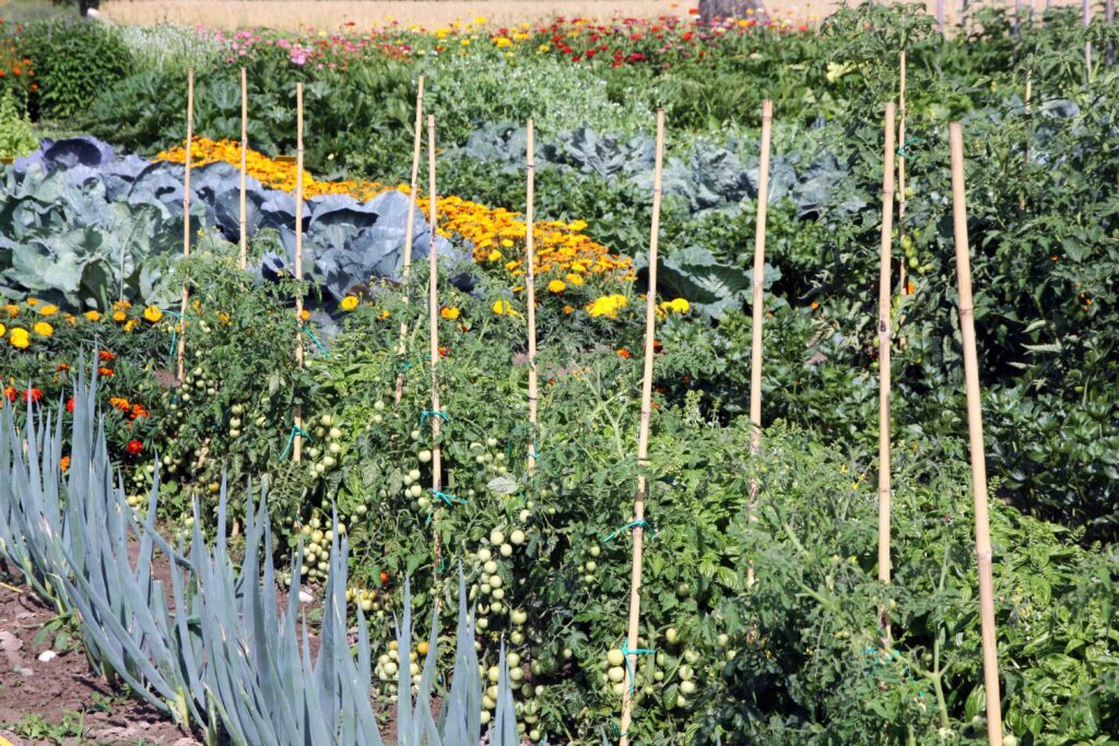 Zelenjavni vrt z mešanimi posevki kjer je vključen paradižnik