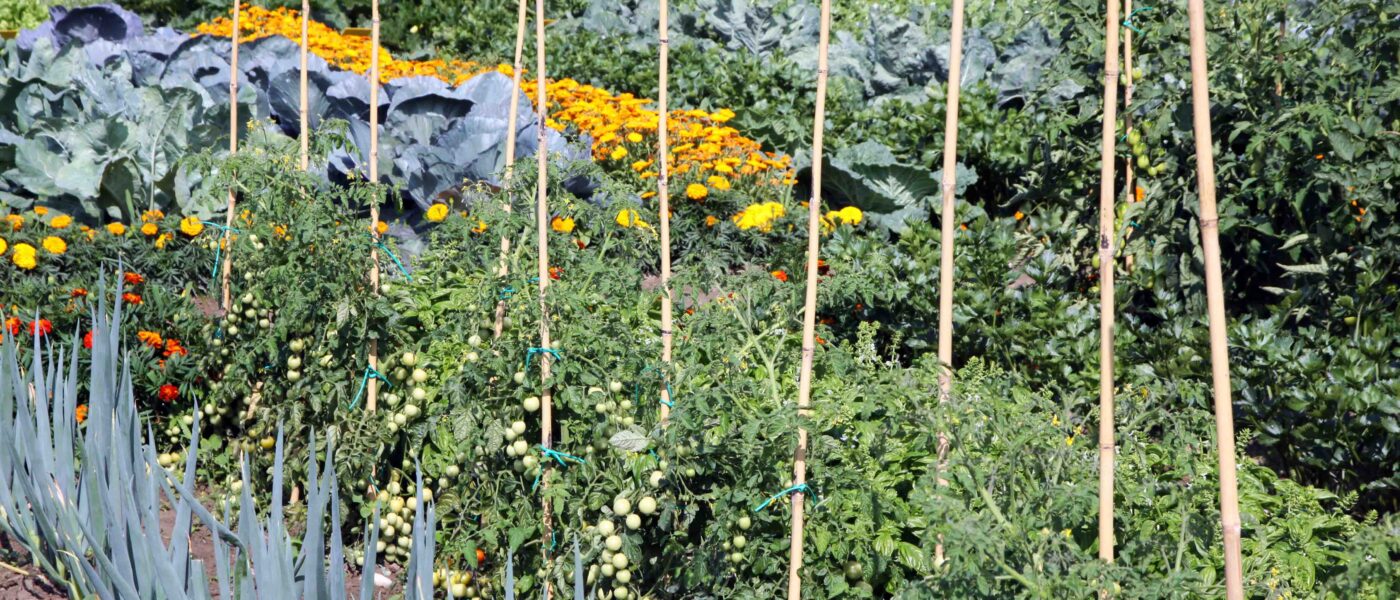 Zelenjavni vrt z mešanimi posevki kjer je vključen paradižnik