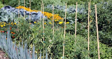 Zelenjavni vrt z mešanimi posevki kjer je vključen paradižnik