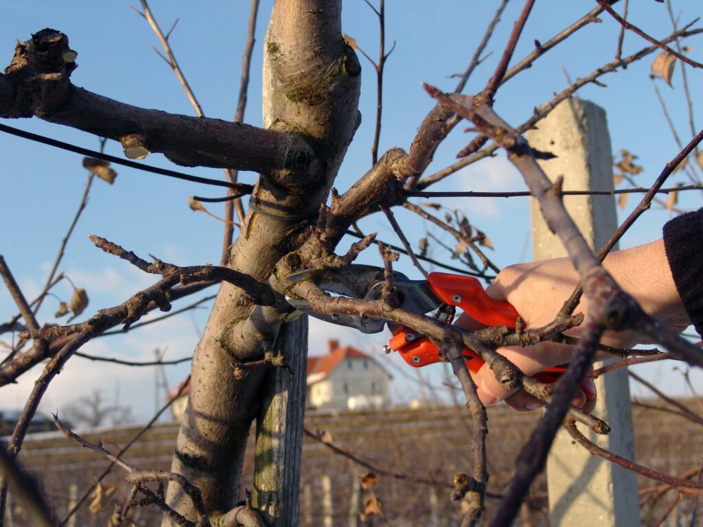 Zimska rez sadnega drevja v nasadu jabolk