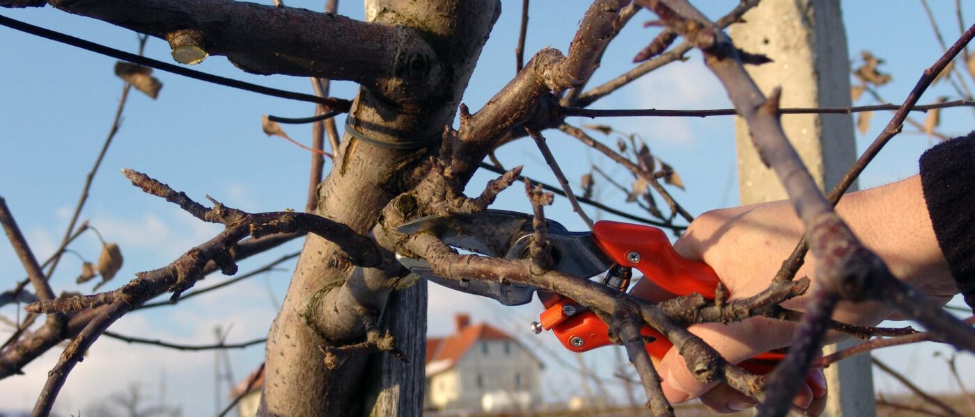 Zimska rez sadnega drevja v nasadu jabolk
