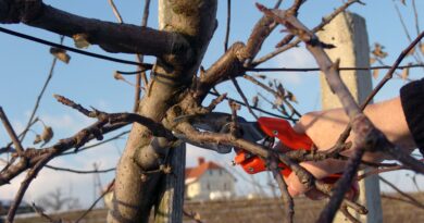 Zimska rez sadnega drevja v nasadu jabolk