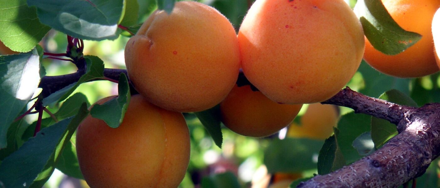 Zreli plodovi marelic na drevesu