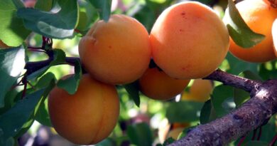 Zreli plodovi marelic na drevesu