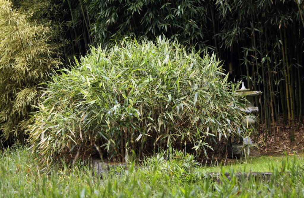 Bambusov goz Villa Calotta, Lake Como