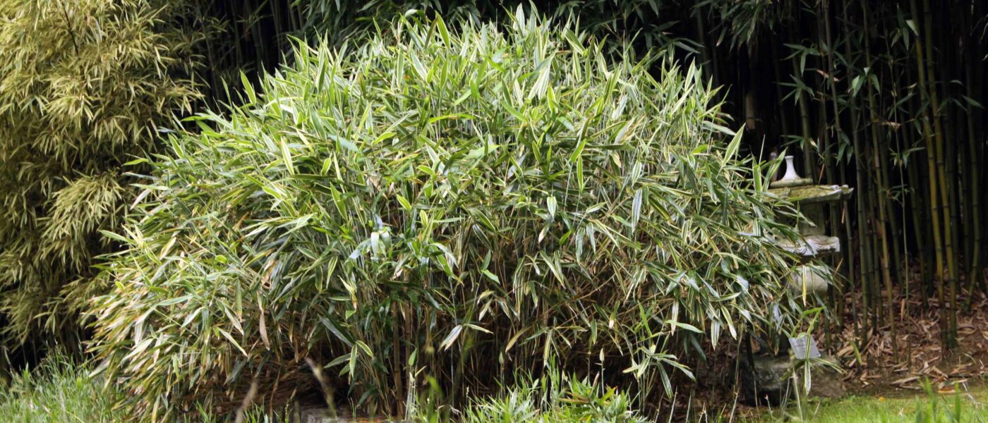 Bambusov goz Villa Calotta, Lake Como