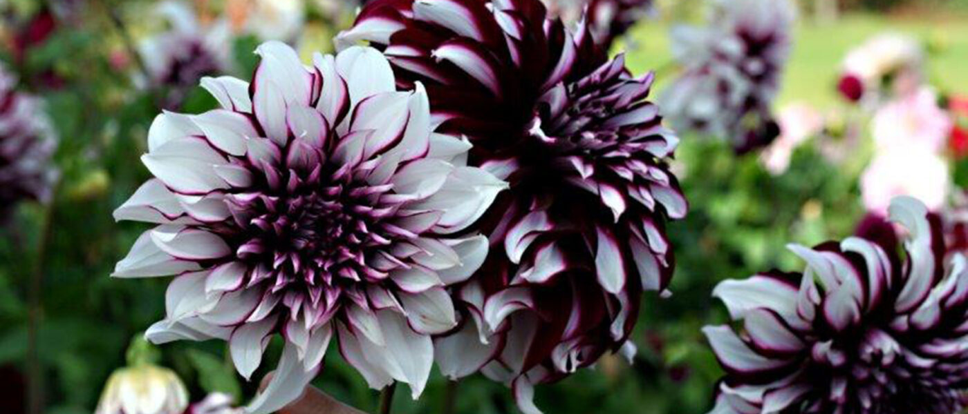 Dalija 'Mystery Day'