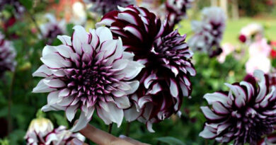 Dalija 'Mystery Day'