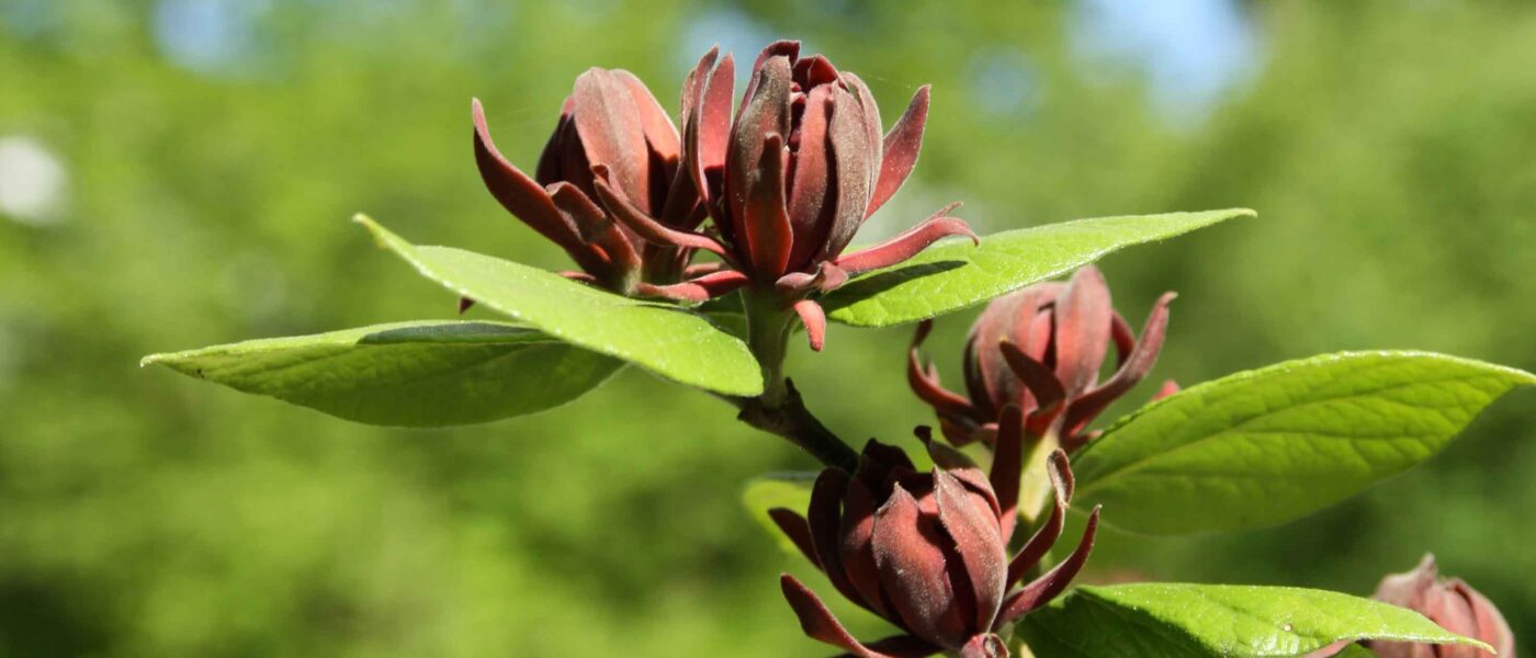 Floridski dišečnik (Calycanthus floridus)