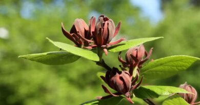 Floridski dišečnik (Calycanthus floridus)