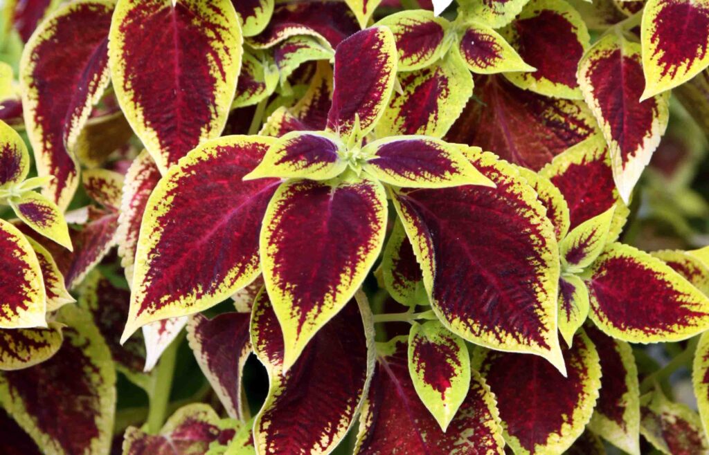 Koleus ali mrtva pisana kopriva