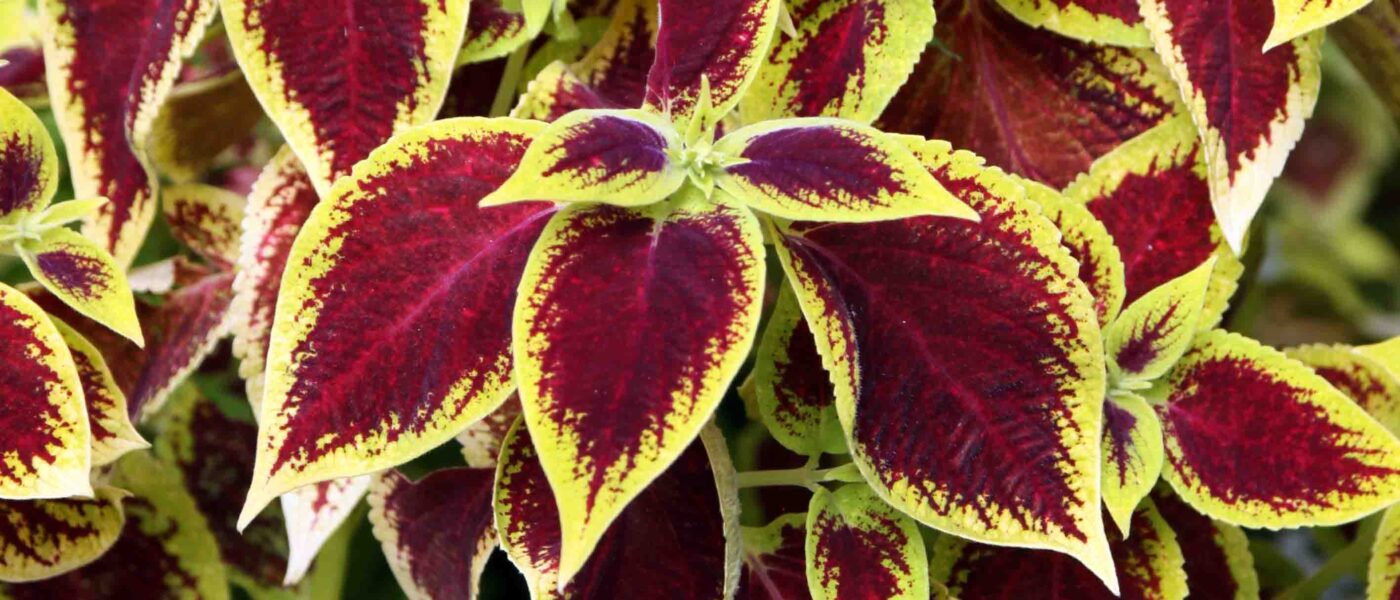 Koleus ali mrtva pisana kopriva