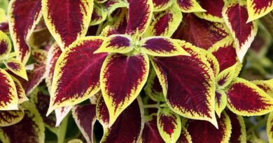 Koleus ali mrtva pisana kopriva