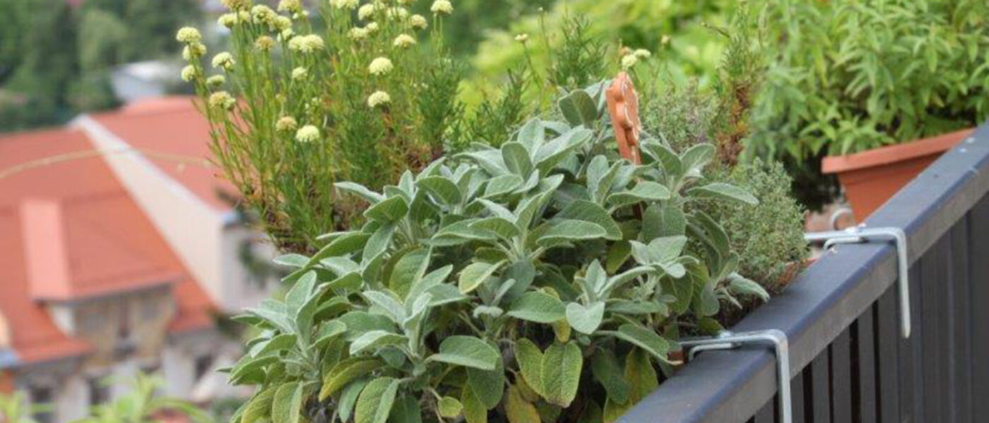 Mešana družba zelišč in dišavnic v cvetličnih koritih na balkonu