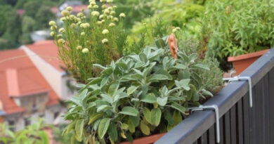 Mešana družba zelišč in dišavnic v cvetličnih koritih na balkonu