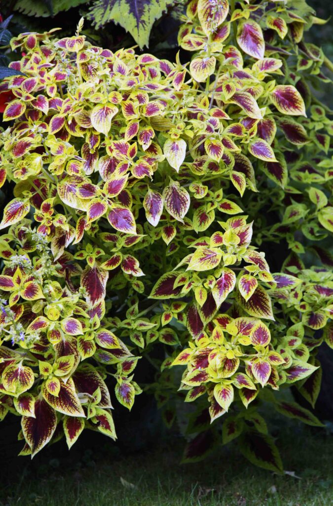 Okrasna kopriva v loncu