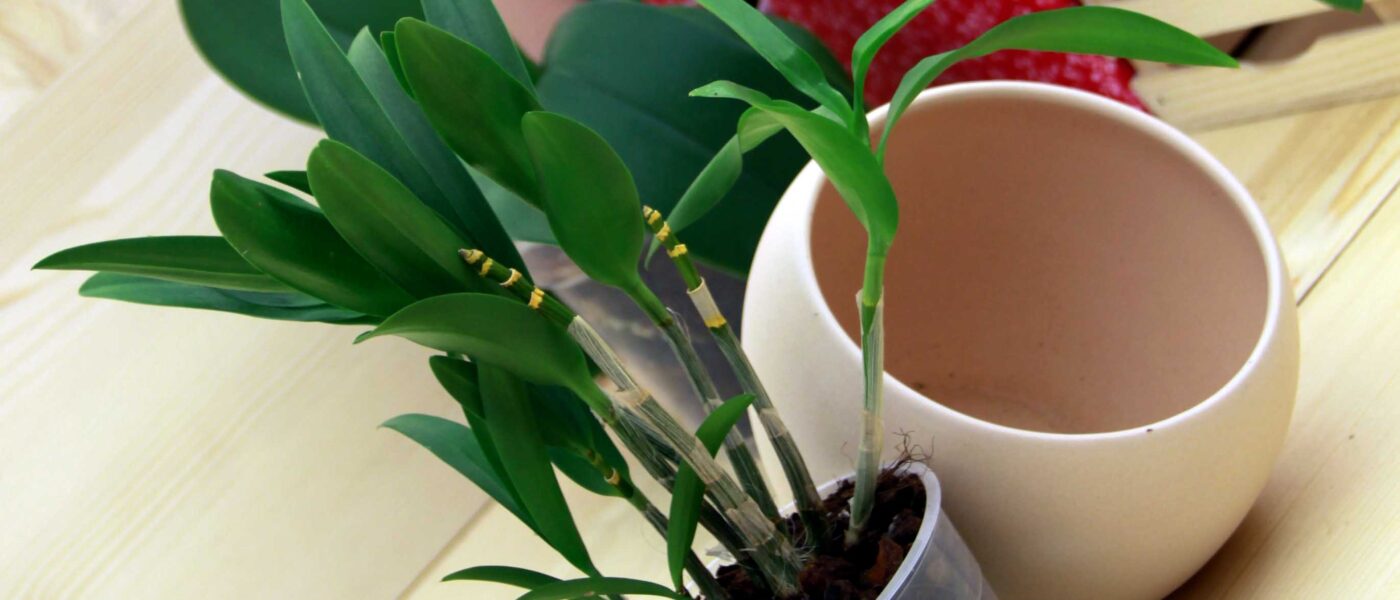 Okrasni lonec za orhidejo, mora biti za dva palca večji od osnovnega lončka.
