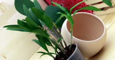 Okrasni lonec za orhidejo, mora biti za dva palca večji od osnovnega lončka.