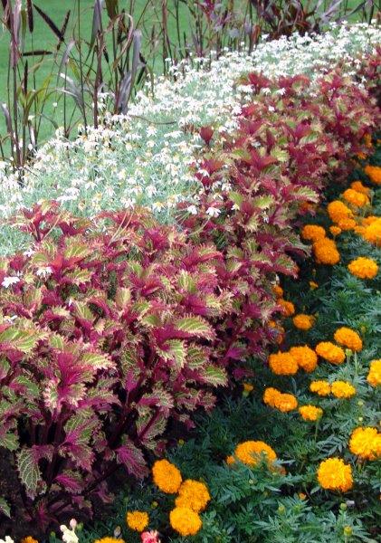 Pisana mrtva kopriva v kombinaciji s žametnico in temnolistno perjanko