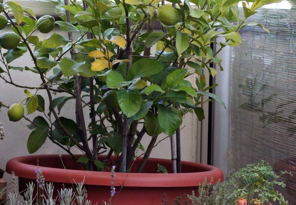 Prezimitev limone v zimskem vrtu