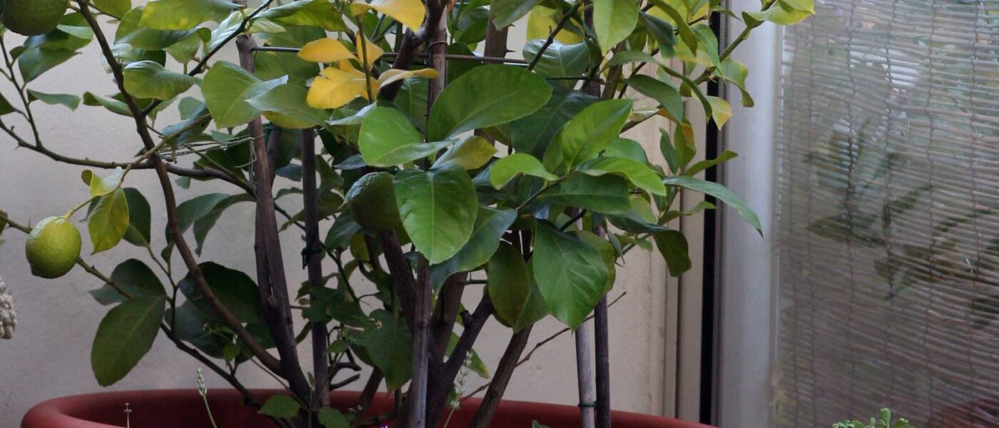 Prezimitev limone v zimskem vrtu