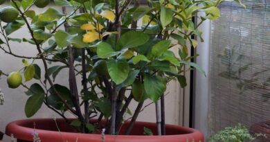 Prezimitev limone v zimskem vrtu