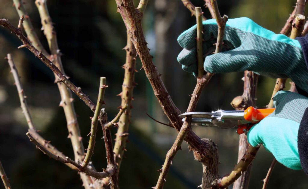 Rez vrtnice ki jo gojimo v veliki cvetoči grm