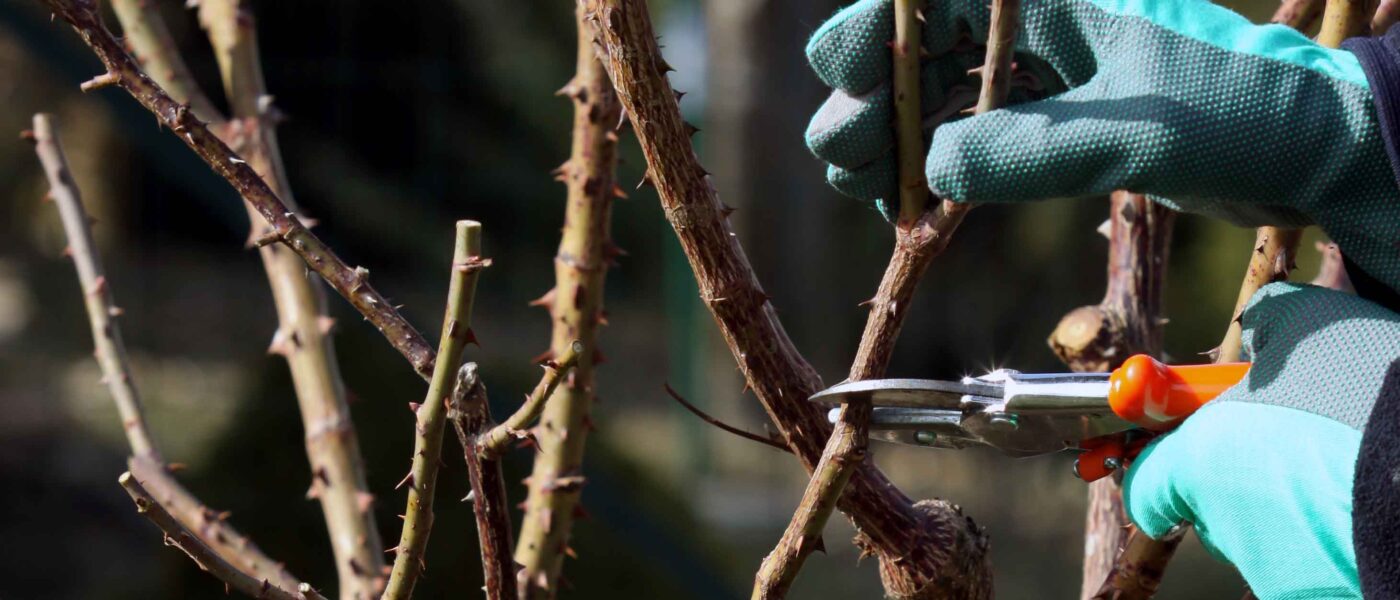 Rez vrtnice ki jo gojimo v veliki cvetoči grm