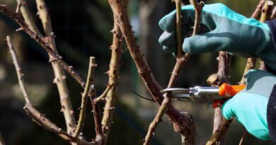 Rez vrtnice ki jo gojimo v veliki cvetoči grm