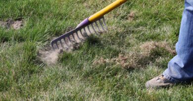 Spomladansko čiščenje vrtne trate