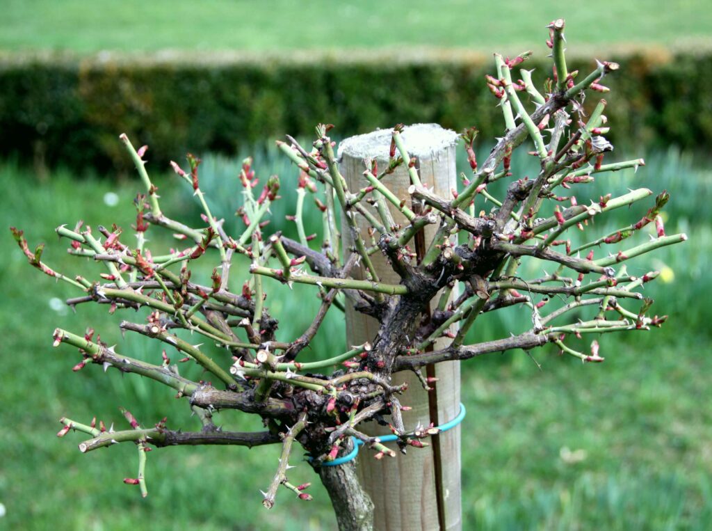Stebelne vrtnice obrezujemo na kratko, tako da ohranjamo obliko krošnje