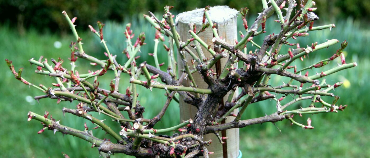 Stebelne vrtnice obrezujemo na kratko, tako da ohranjamo obliko krošnje