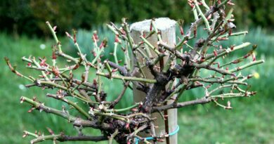 Stebelne vrtnice obrezujemo na kratko, tako da ohranjamo obliko krošnje