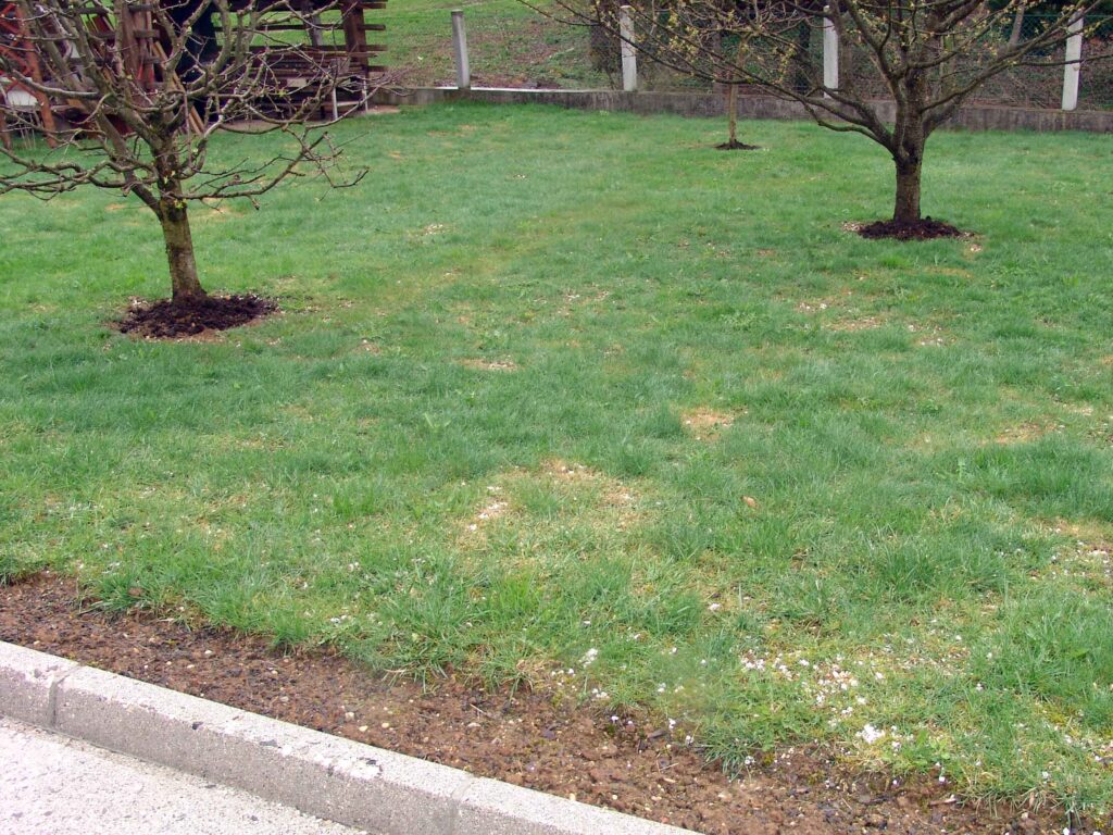 Vrtna zelenica po prezimitvi, potrebuje obnovo in dosetev