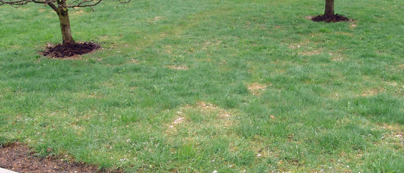 Vrtna zelenica po prezimitvi, potrebuje obnovo in dosetev