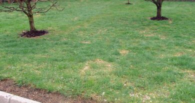 Vrtna zelenica po prezimitvi, potrebuje obnovo in dosetev