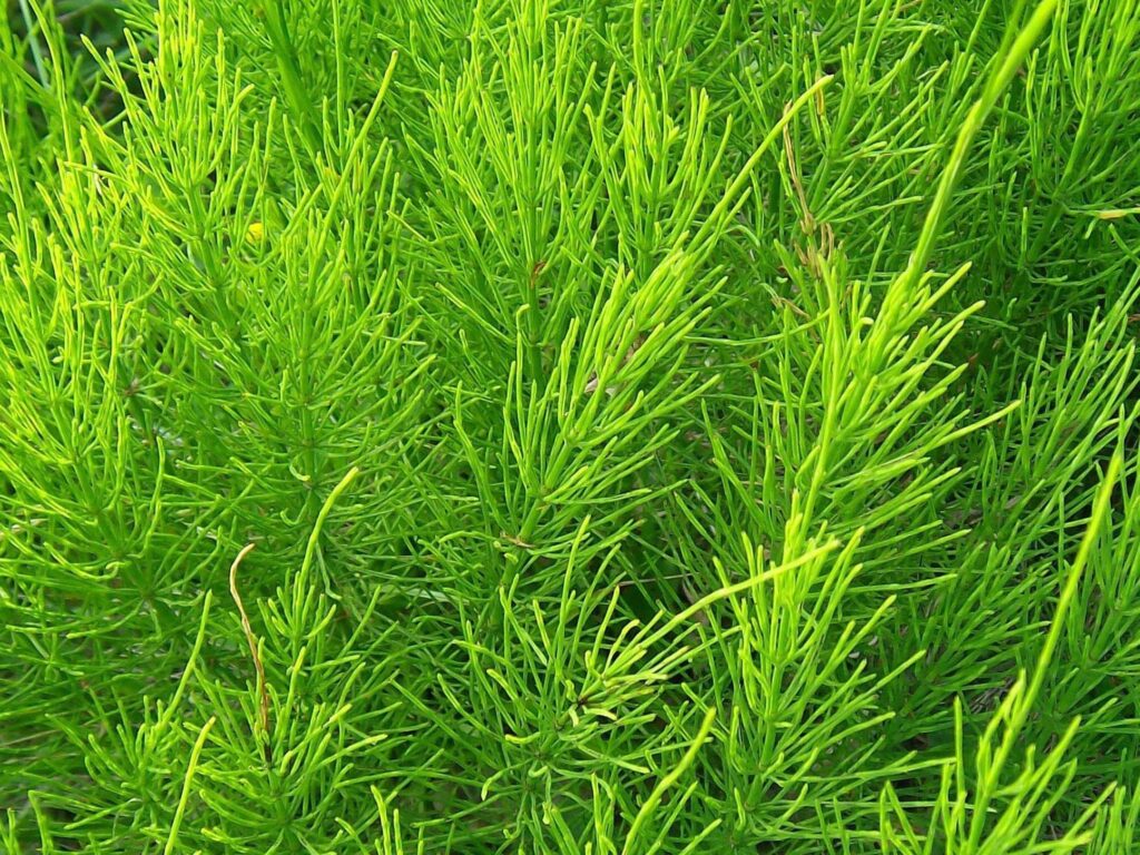 Njivska preslica (Equisetum arvense)