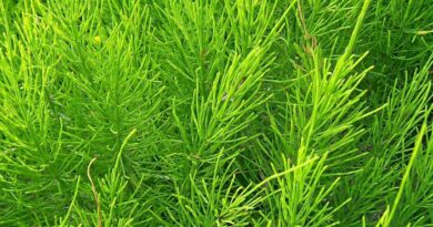 Njivska preslica (Equisetum arvense)