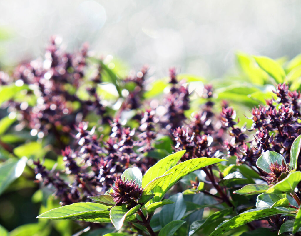 Sveta bazilika (Ocimum sanctum)