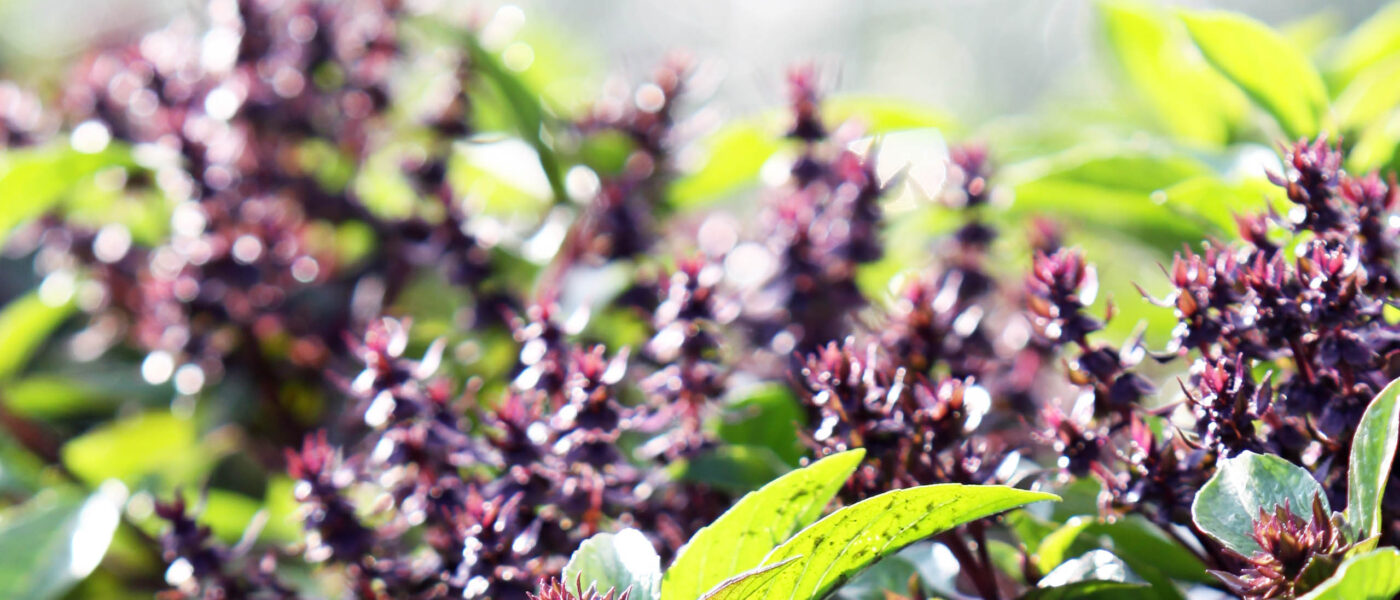 Sveta bazilika (Ocimum sanctum)