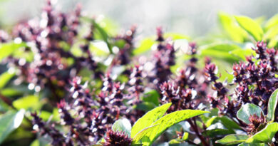 Sveta bazilika (Ocimum sanctum)