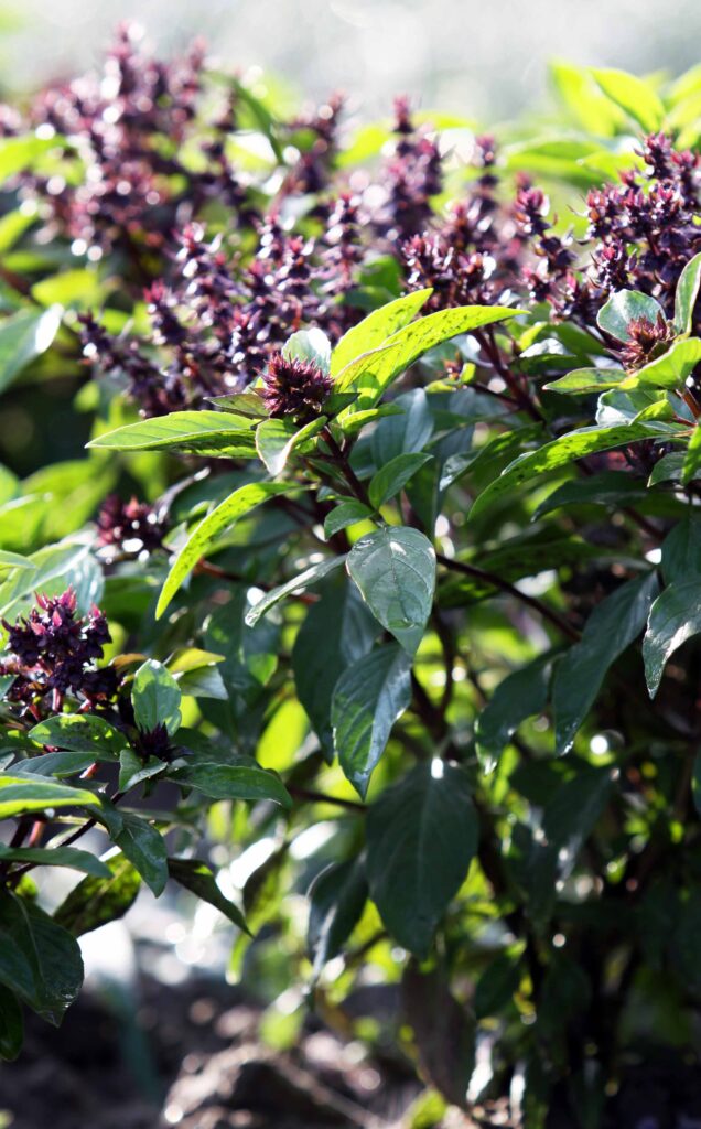 Sveta bazilika (Ocimum sanctum)